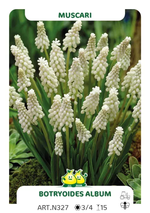 Muscari botroyoides 'Alba'