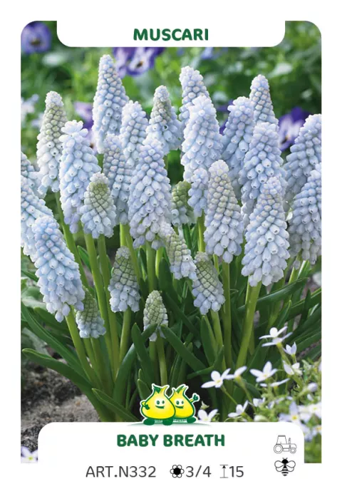 Muscari neglectum 'Baby Breath'