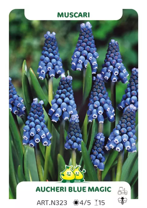 Muscari aucheri 'Blue Magic'