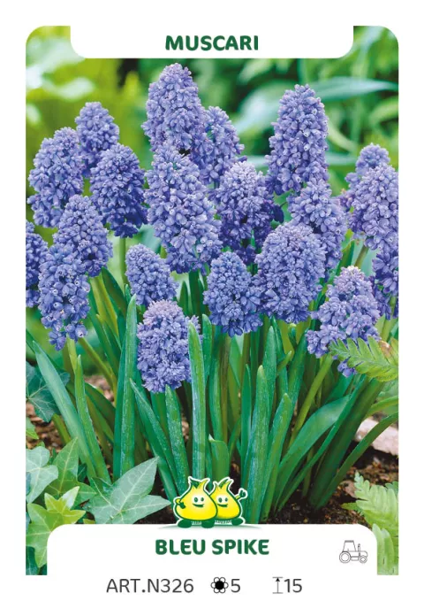 Muscari 'Blue Spike'
