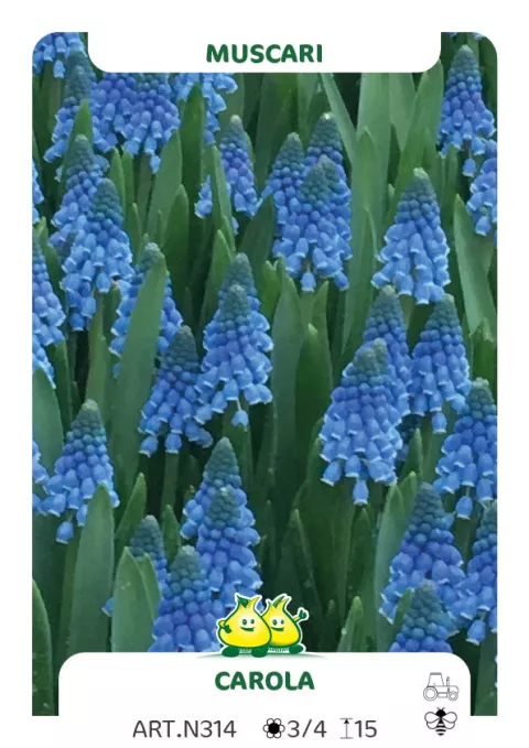Muscari 'Carola'