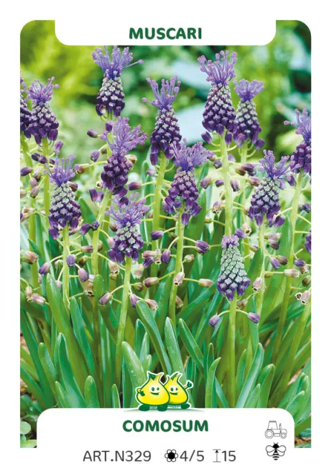 Muscari comosum