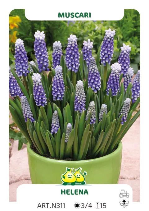 Muscari armen. 'Helena'