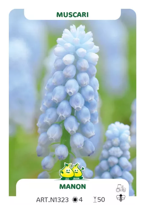 Muscari armen. 'Manon'