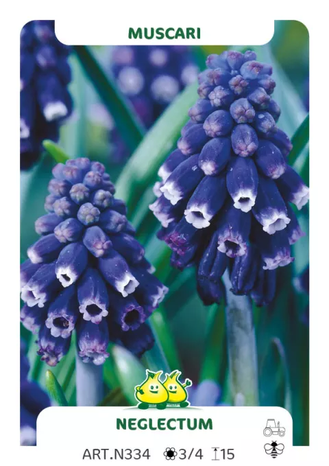 Muscari neglectum