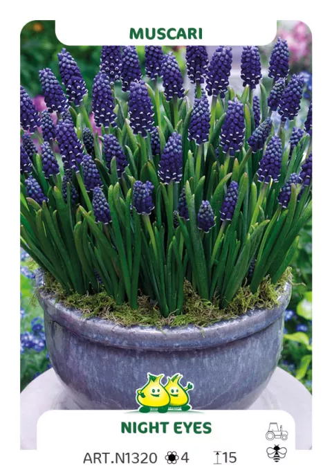 Muscari armen. 'Night Eyes'