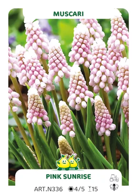 Muscari 'Pink Sunrise'