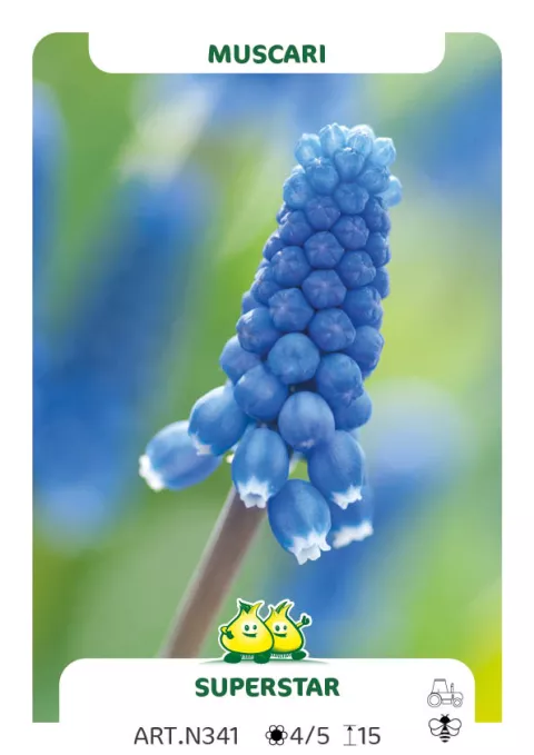 Muscari 'Superstar'