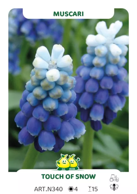 Muscari armen. 'Touch of Snow'