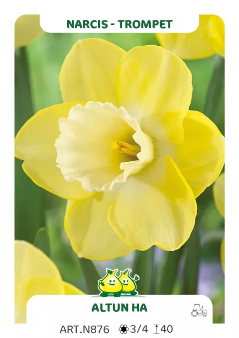 Narcis trompet 'Altun Ha'