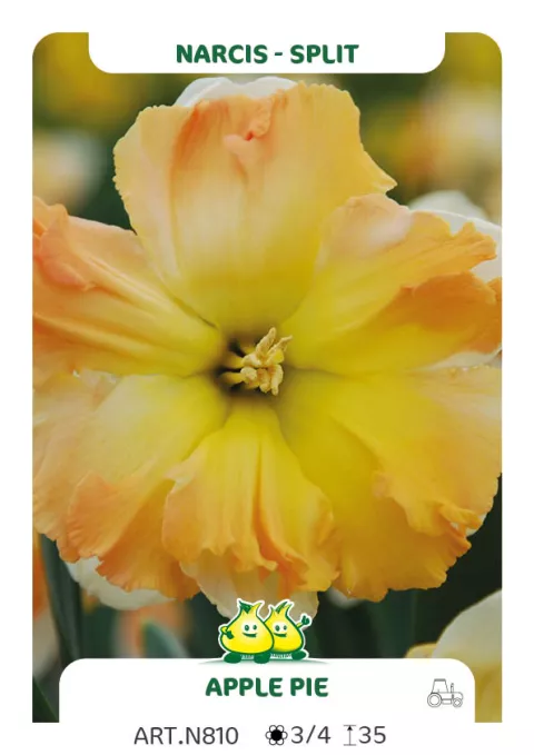 Narcis split 'Apple Pie'