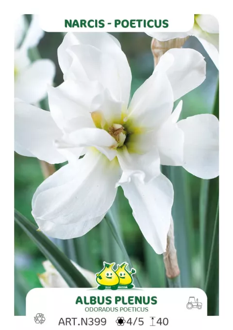 Narcis poeticus 'Albus Plenus Odoratus'