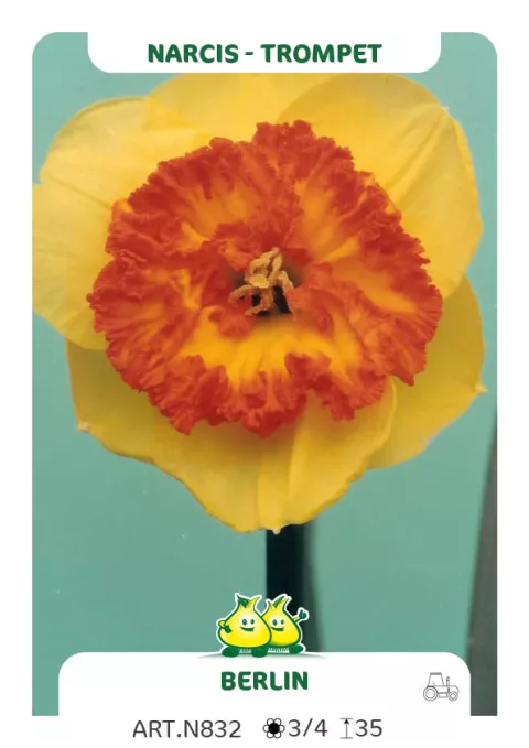 Narcis trompet 'Berlin'