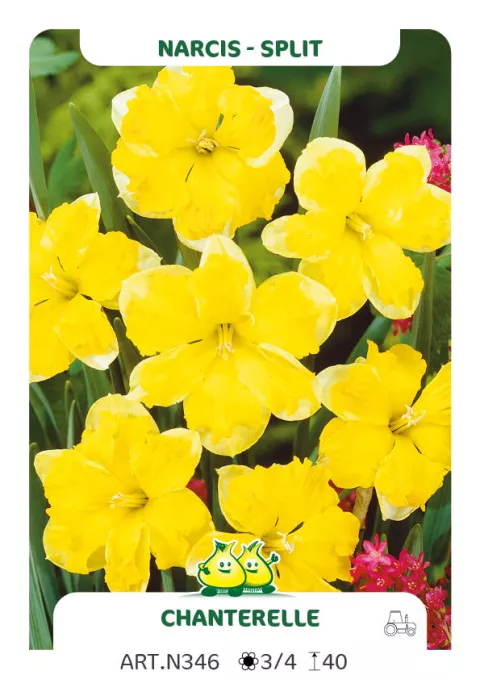 Narcis split 'Chanterelle'