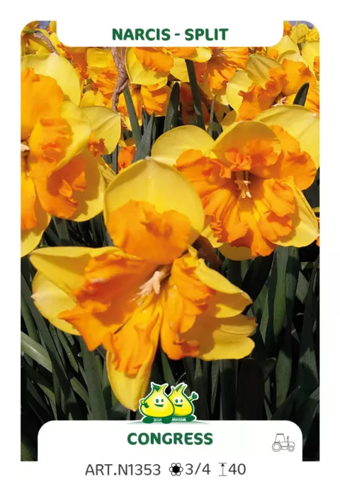 Narcis split 'Congress'