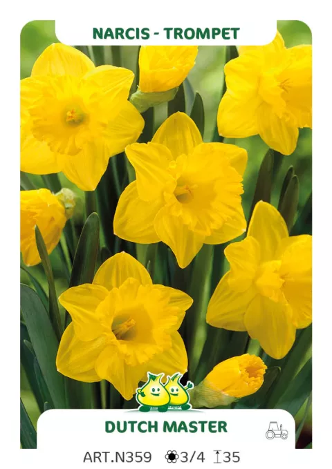 Narcis trompet 'Dutch Master'
