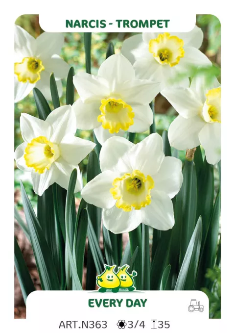 Narcis trompet 'Every Day'