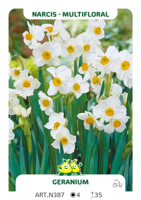 Narcis tros/Bouquet 'Geranium'