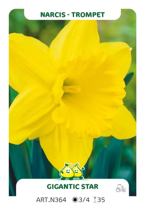 Narcis trompet 'Gigantic Star'