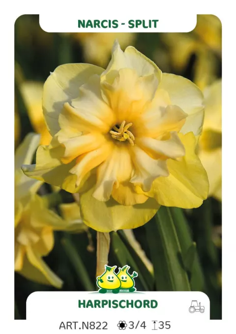 Narcis split 'Harpischord'