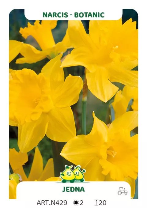 Narcis bot. 'Jedna'
