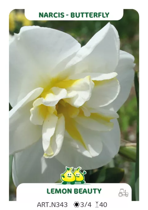Narcis papillon 'Lemon Beauty'