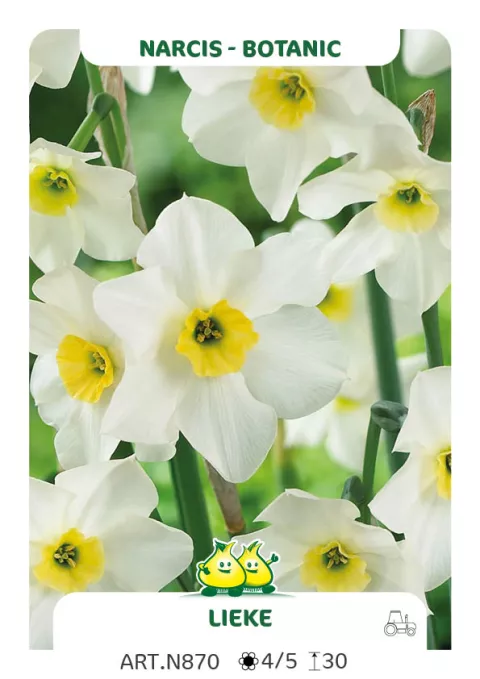 Narcis bot. 'Lieke'