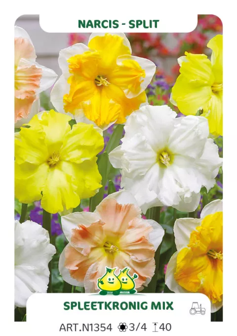 Narcis split 'Mix'