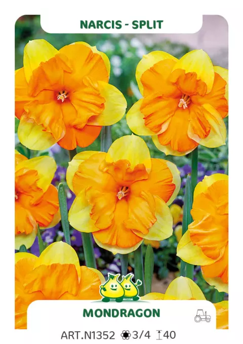 Narcis split 'Mondragon'