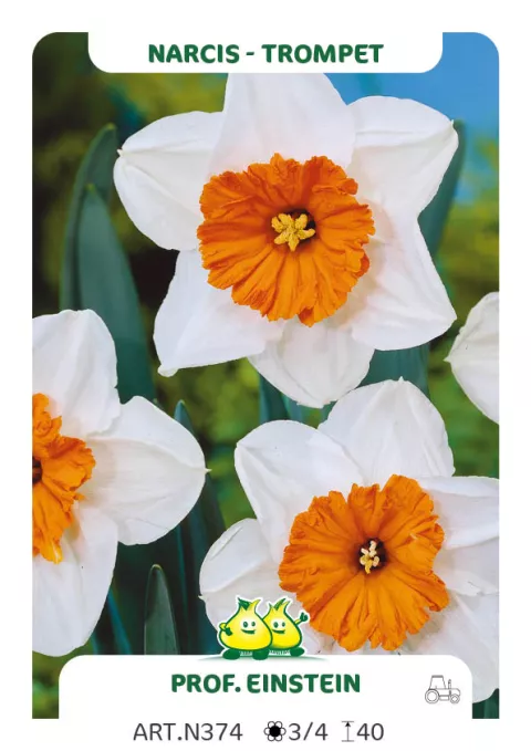 Narcis trompet 'Prof. Einstein'