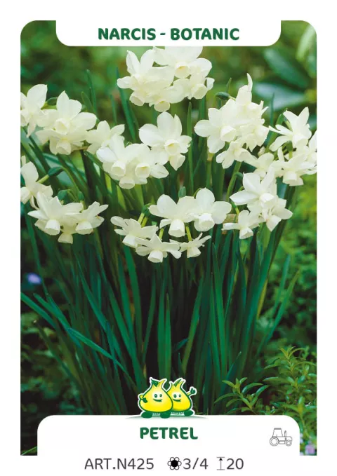 Narcis bot. 'Petrel'