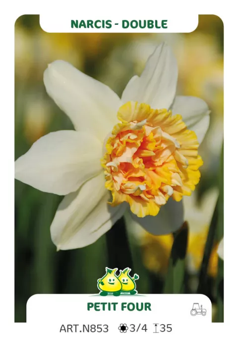 Narcis dubbel/doubles 'Petit Four'