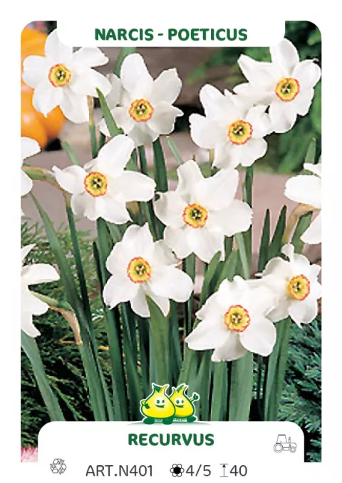Narcis poeticus 'Recurvus'