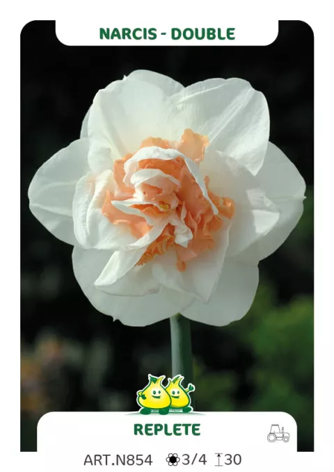 Narcis dubbel/doubles 'Replete'