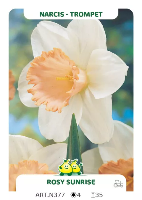 Narcis trompet 'Rosy Sunrise'