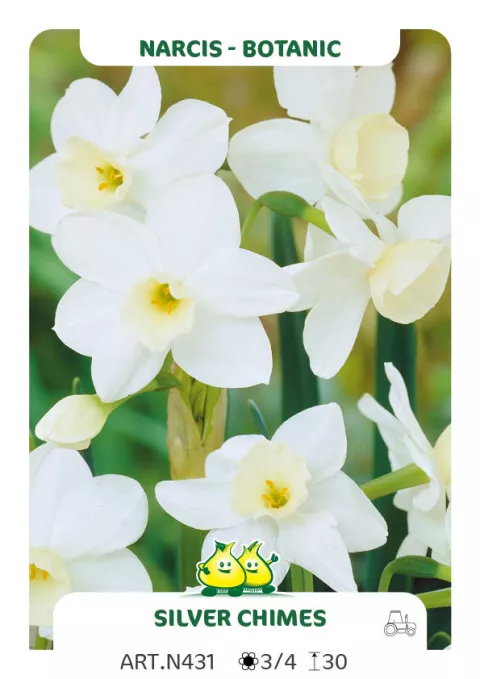 Narcis bot. 'Silver Chimes'
