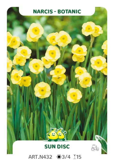 Narcis bot. 'Sun Disc'