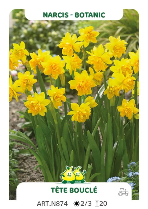 Narcis bot. 'Tête Bouclé'
