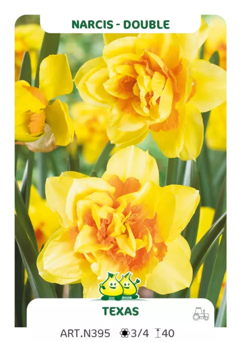 Narcis dubbel/doubles 'Texas'