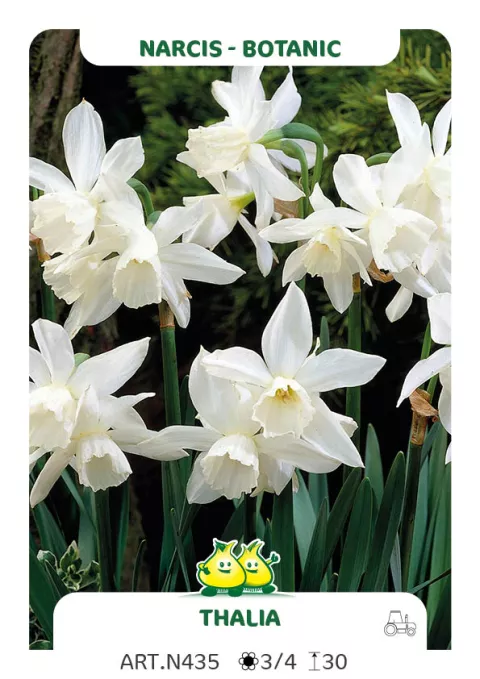 Narcis bot. 'Thalia'