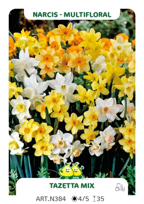 Narcis tros/Bouquet 'Tazetta mix'