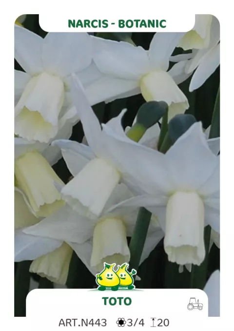 Narcis bot. 'Toto'