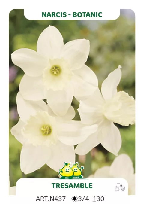 Narcis bot. 'Tresamble'