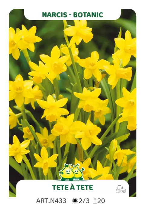 Narcis bot. 'Tête à Tête'