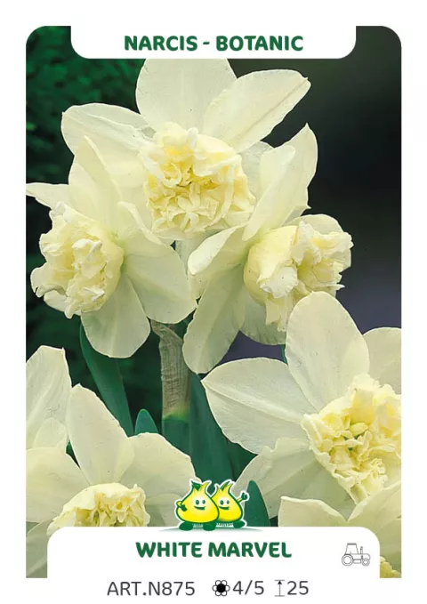 Narcis bot. 'White Marvel'