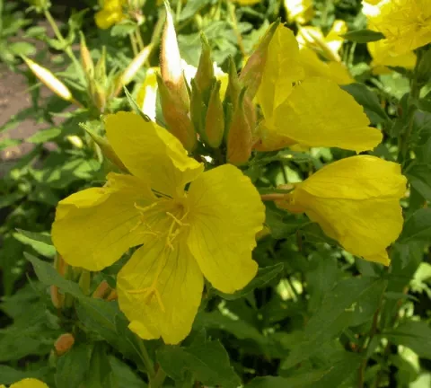 Oenothera fruticosa ssp glauca (tetragona)
