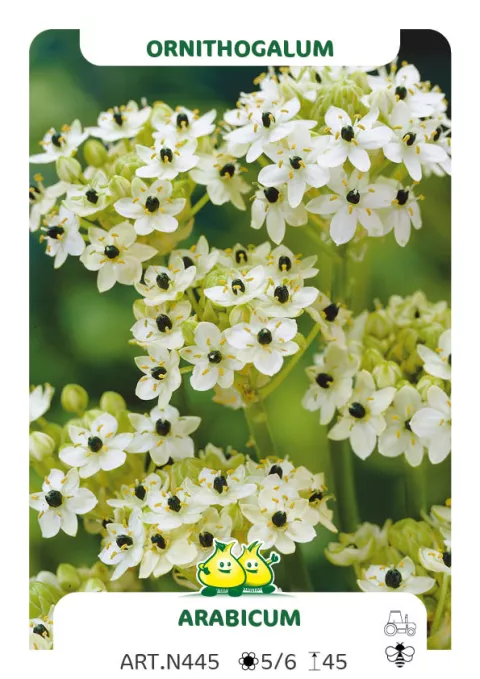 Ornithogalum 'Arabicum'