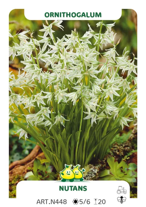 Ornithogalum 'Nutans'