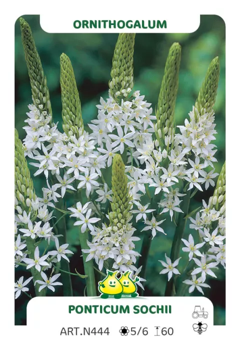 Ornithogalum ponticum 'Sochii'
