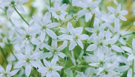 Ornithogalum 'Umbellatum'